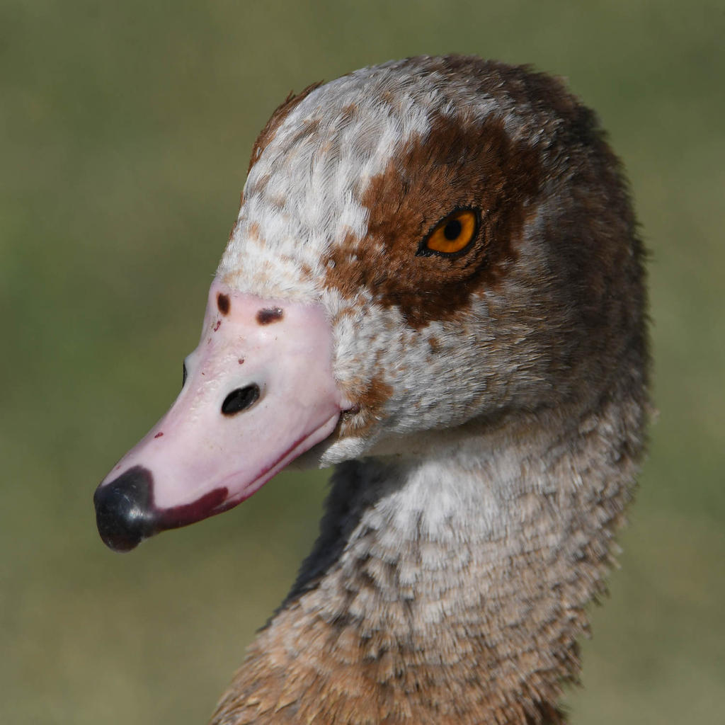 Goose.jpg
