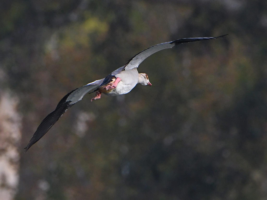 Goose.jpg