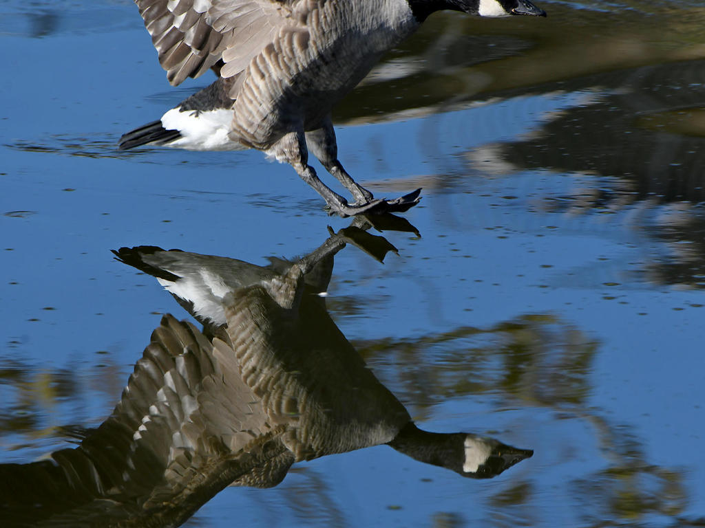 Goose.jpg