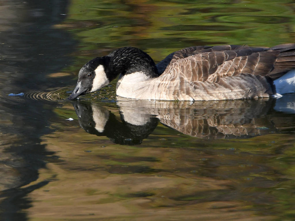 Goose.jpg