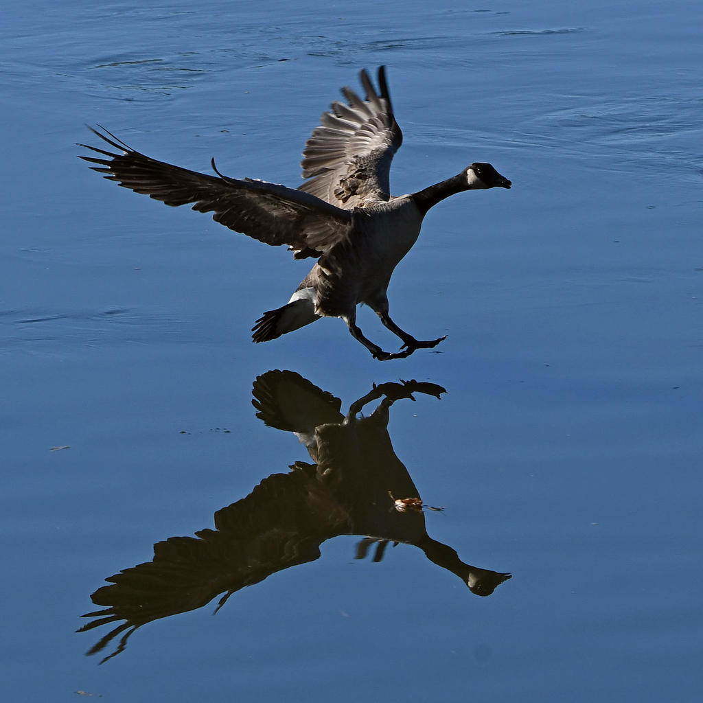 Goose.jpg