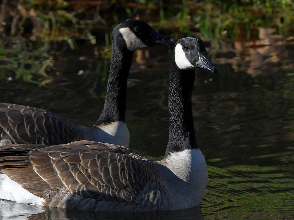 Goose.jpg