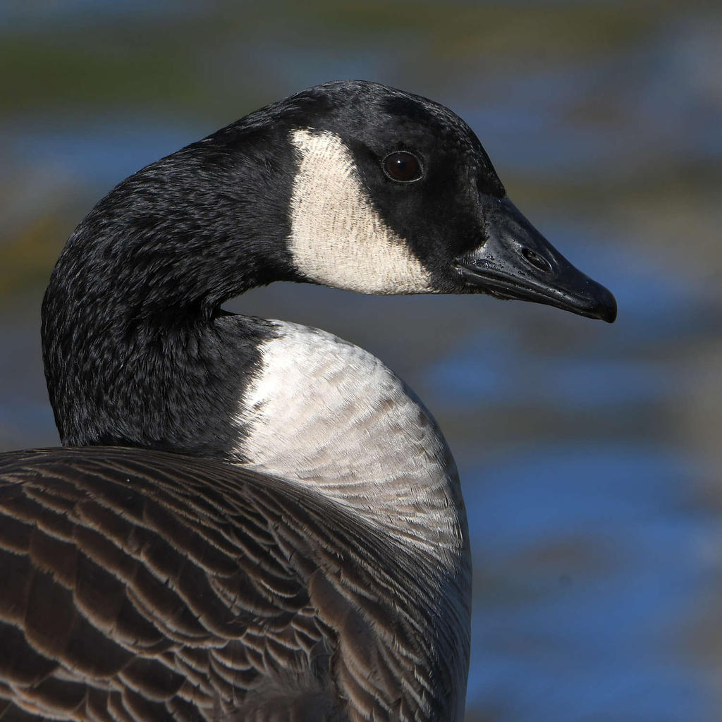 Goose.jpg
