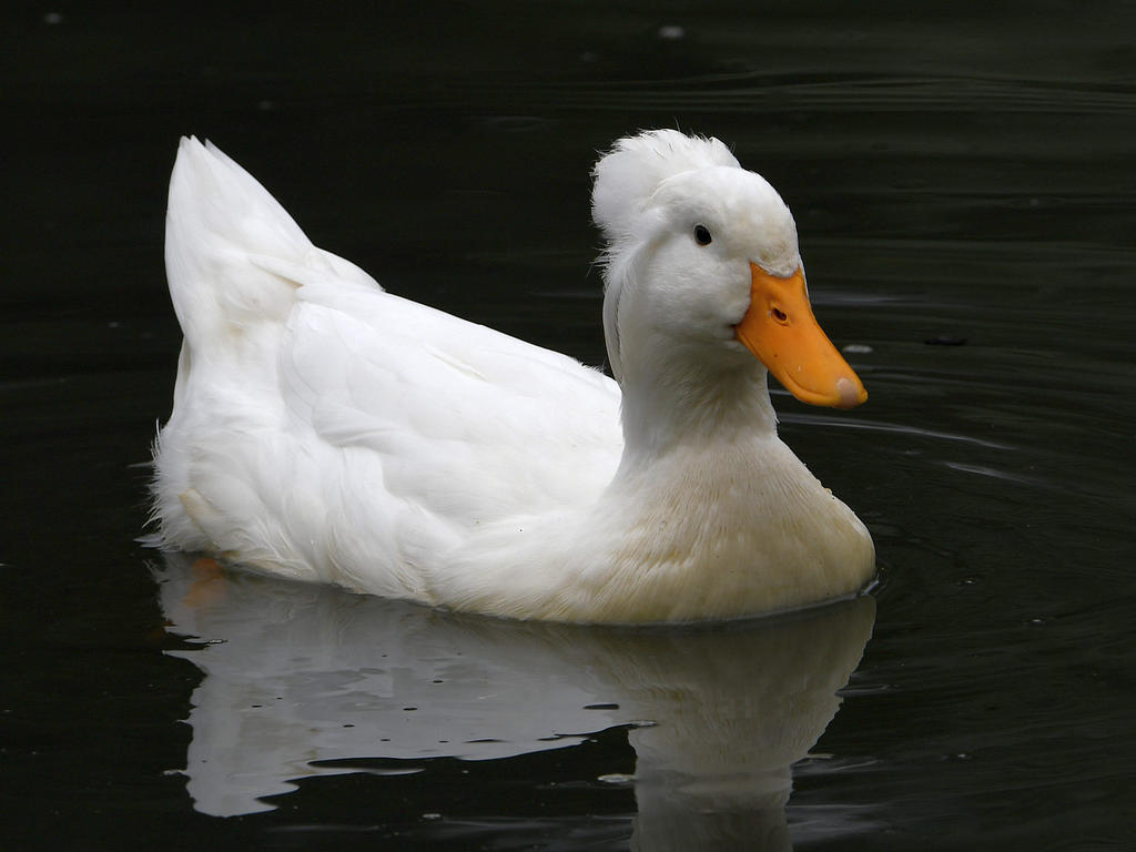 Goose.jpg