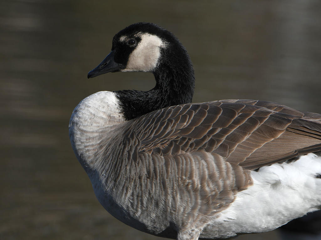 Goose.jpg