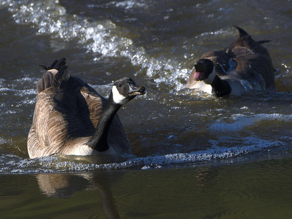 Goose.jpg