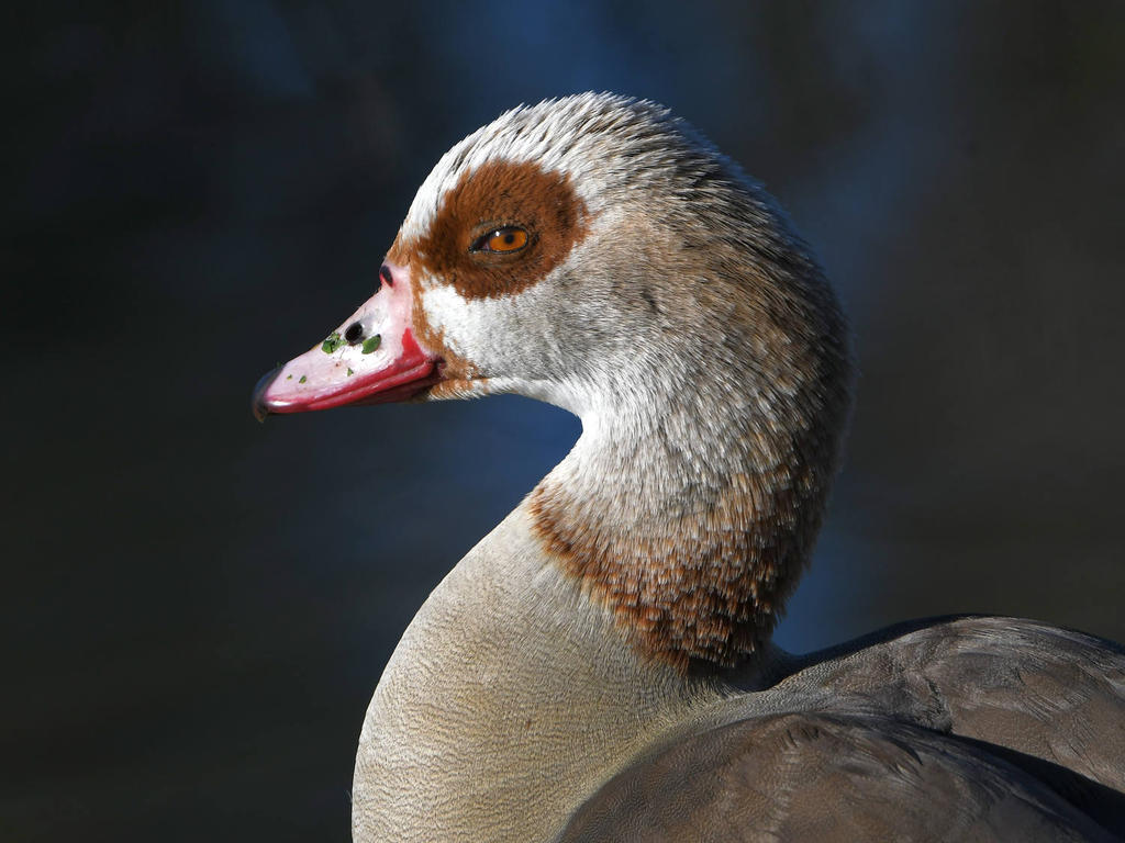 Goose.jpg