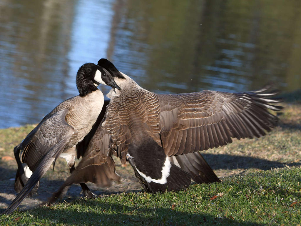 Goose.jpg
