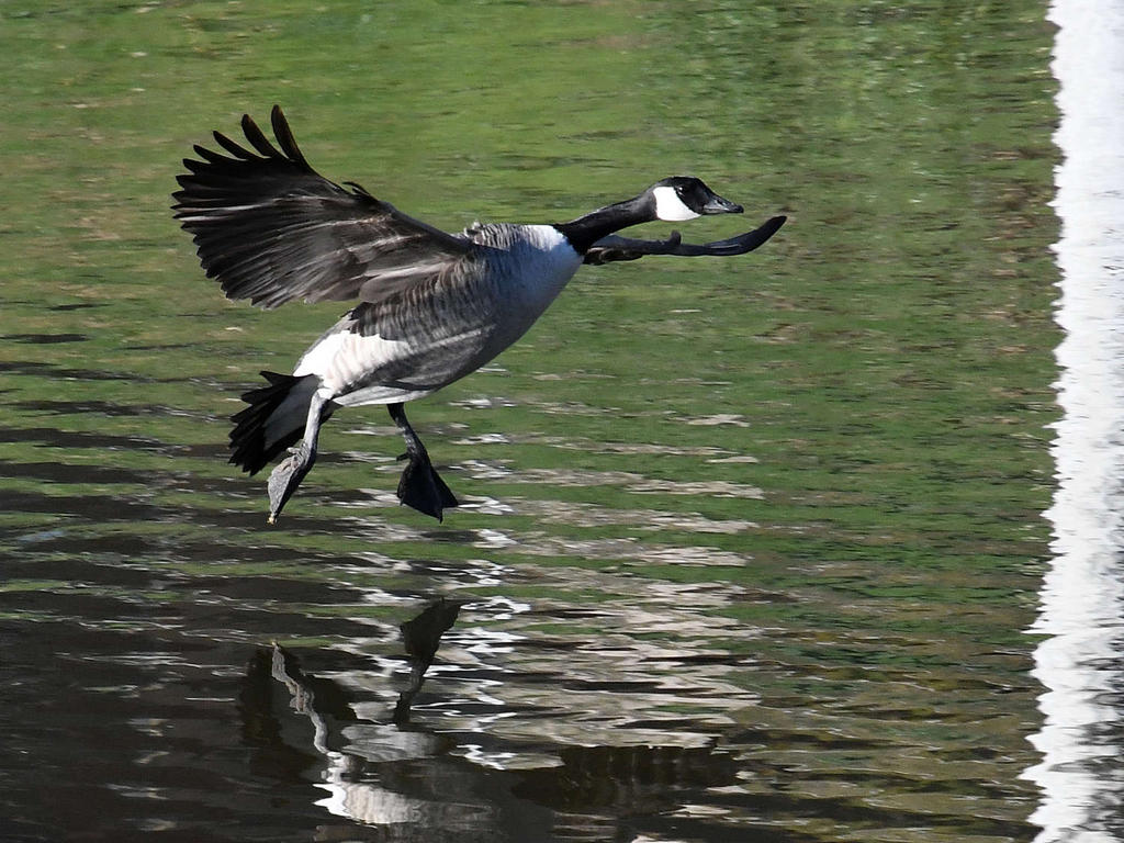 Goose.jpg