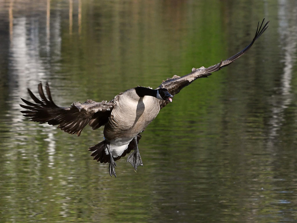 Goose.jpg