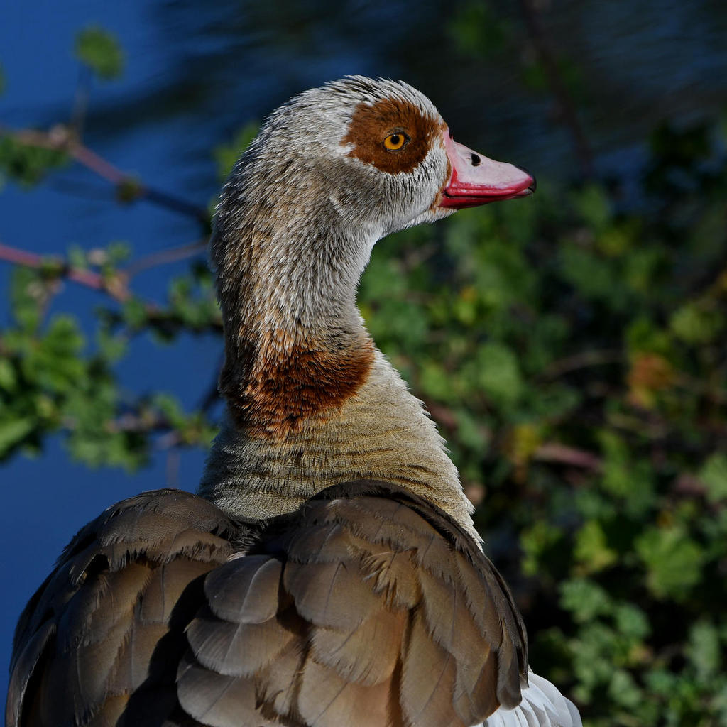 Goose.jpg