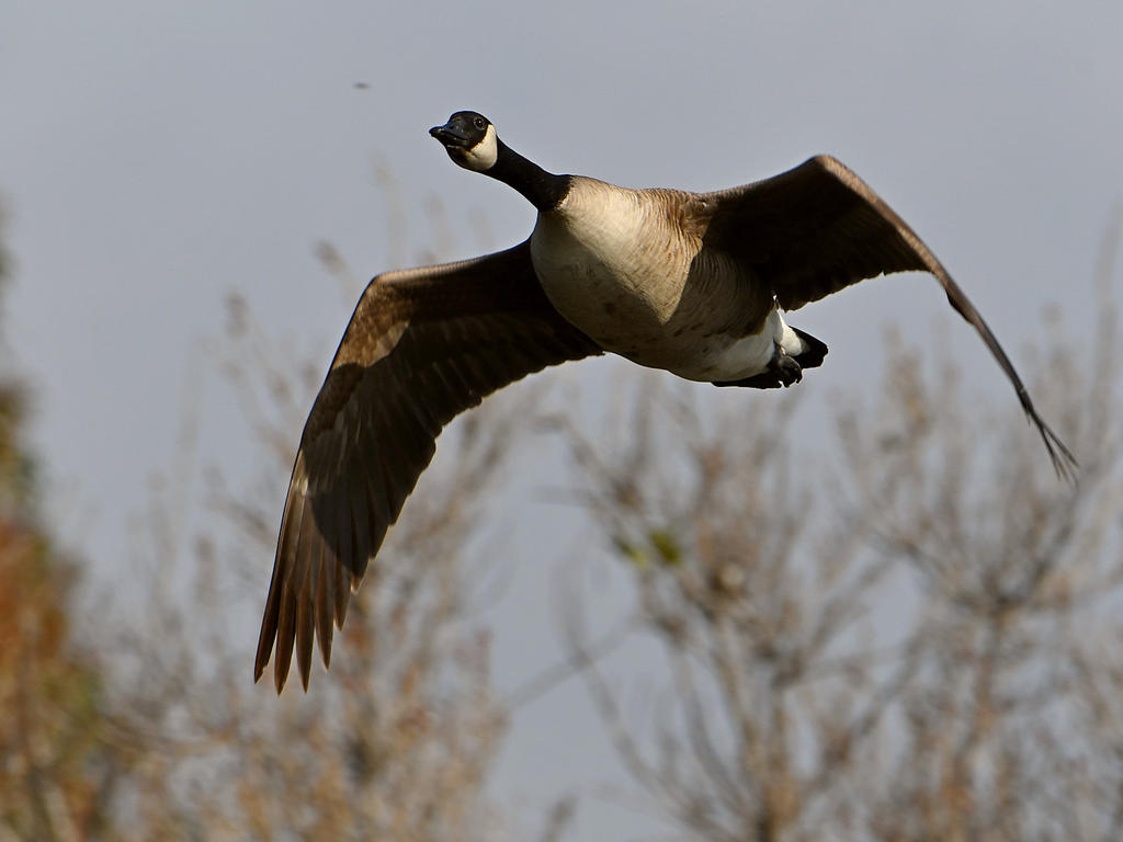 Goose.jpg