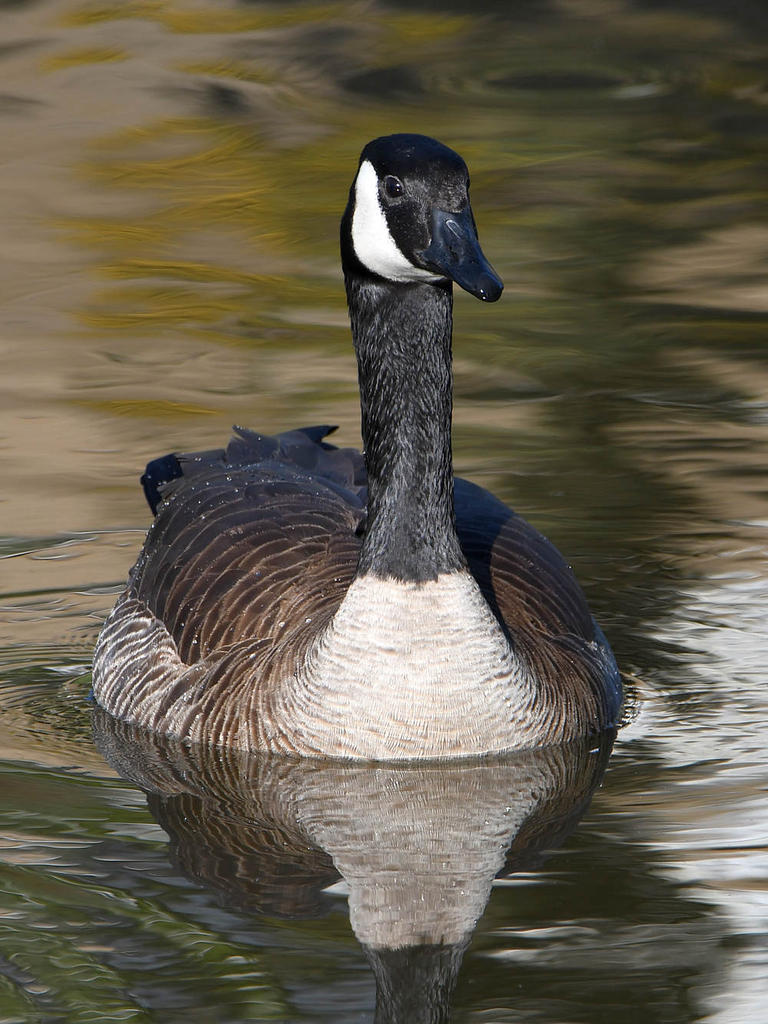 Goose.jpg