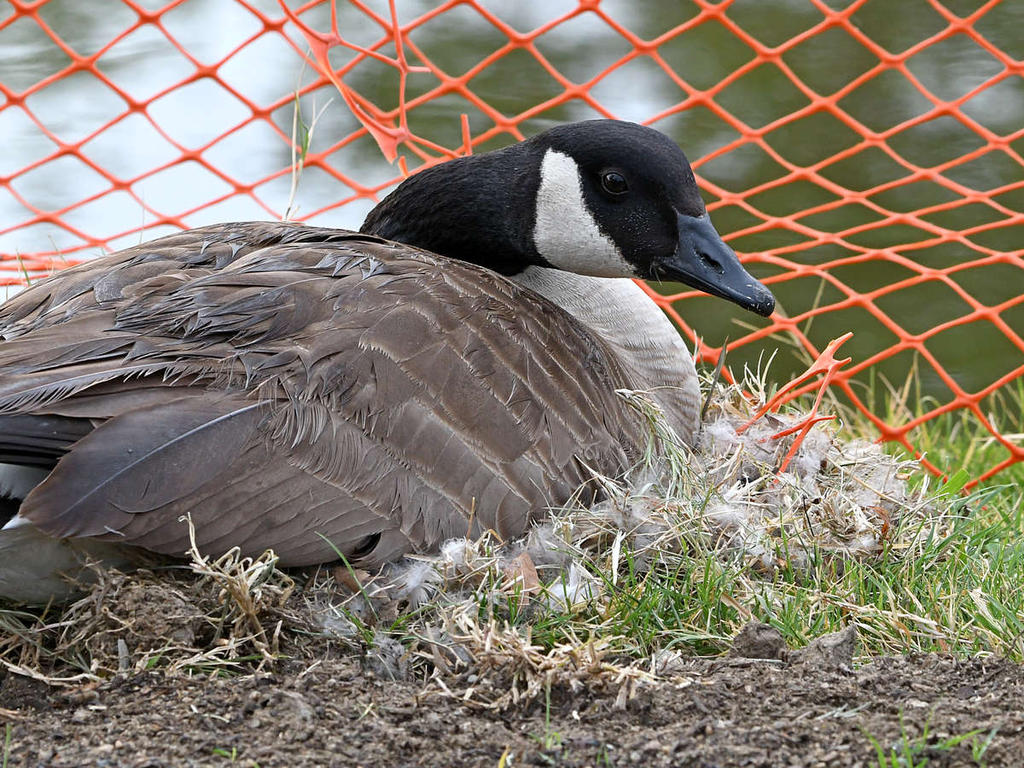 Goose.jpg