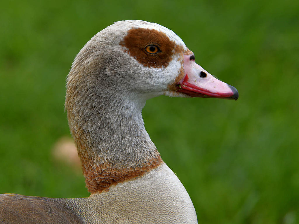 Goose.jpg