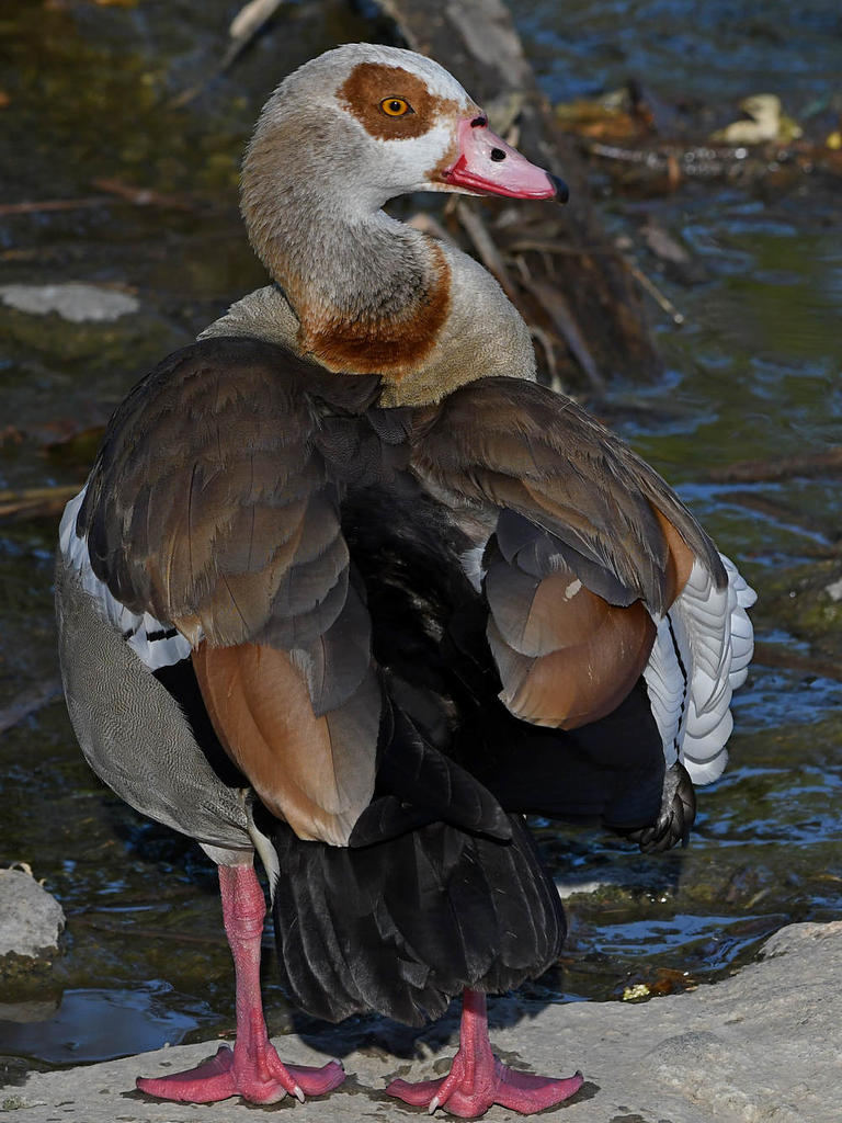 Goose.jpg