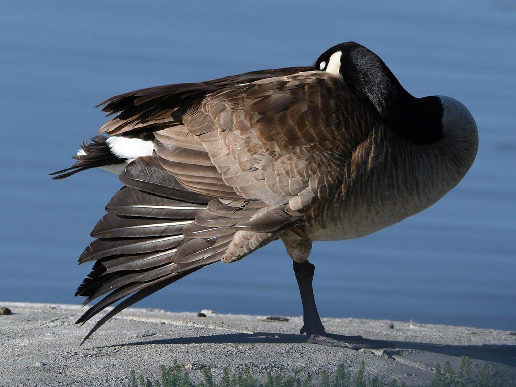 Goose.jpg