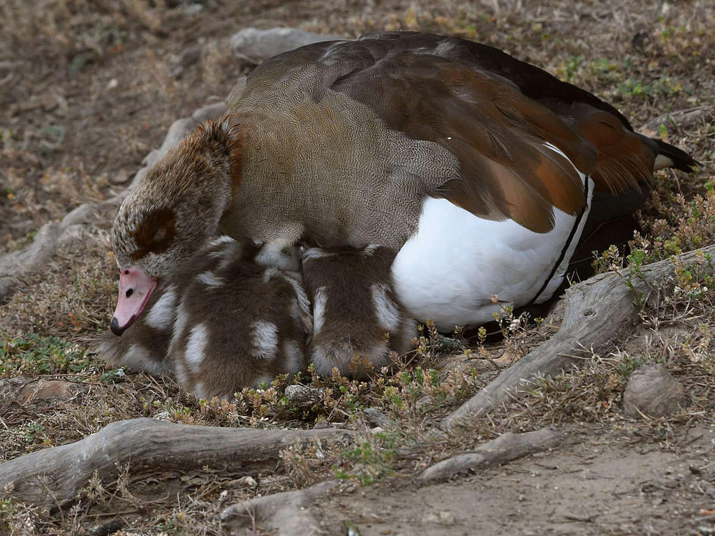 Goose.jpg