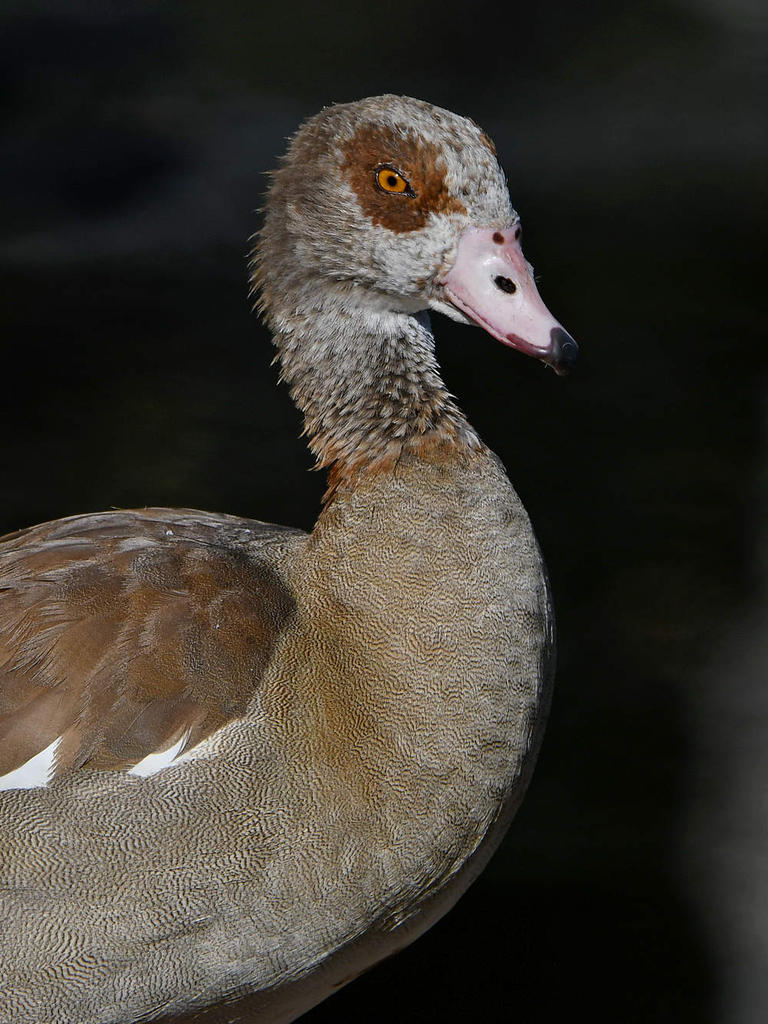 Goose.jpg