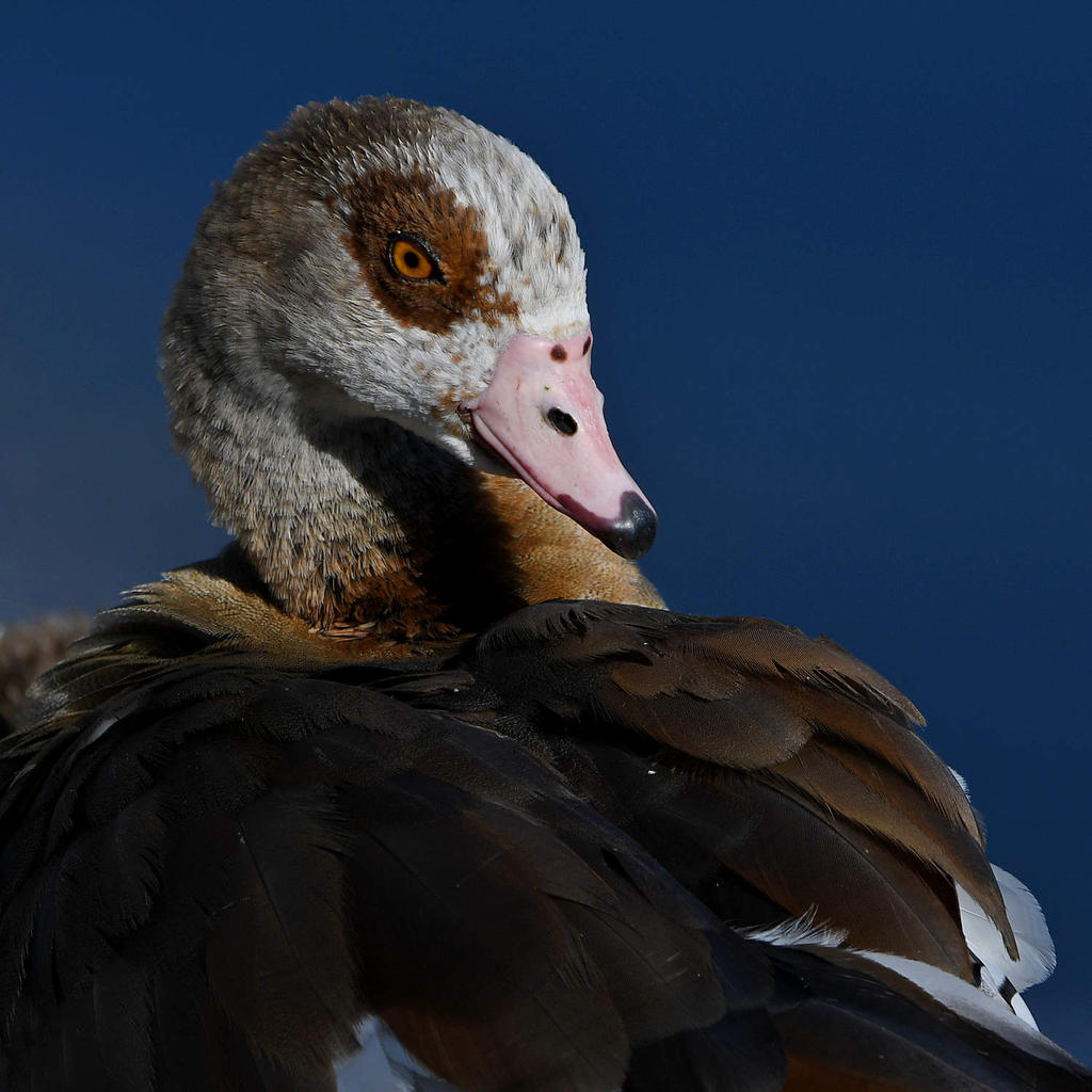 Goose.jpg