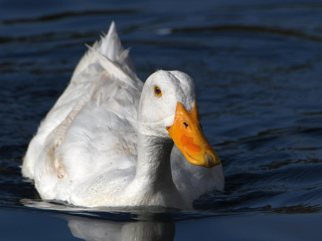 Goose.jpg