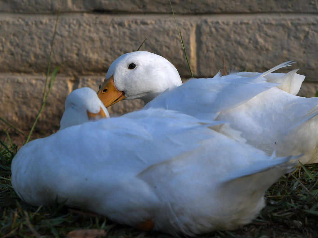 Goose.jpg