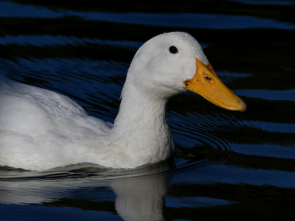 Goose.jpg