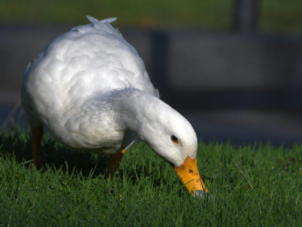 Goose.jpg