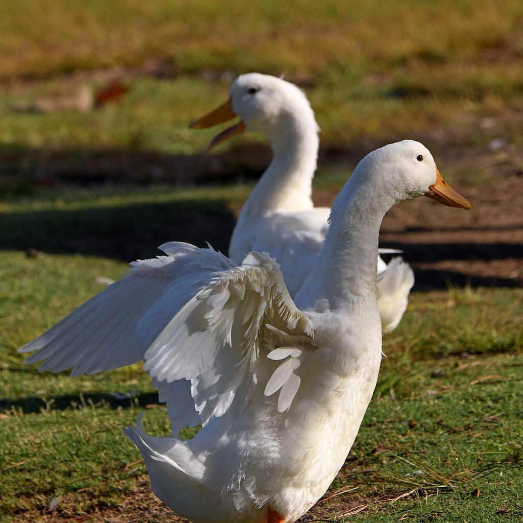 Goose.jpg