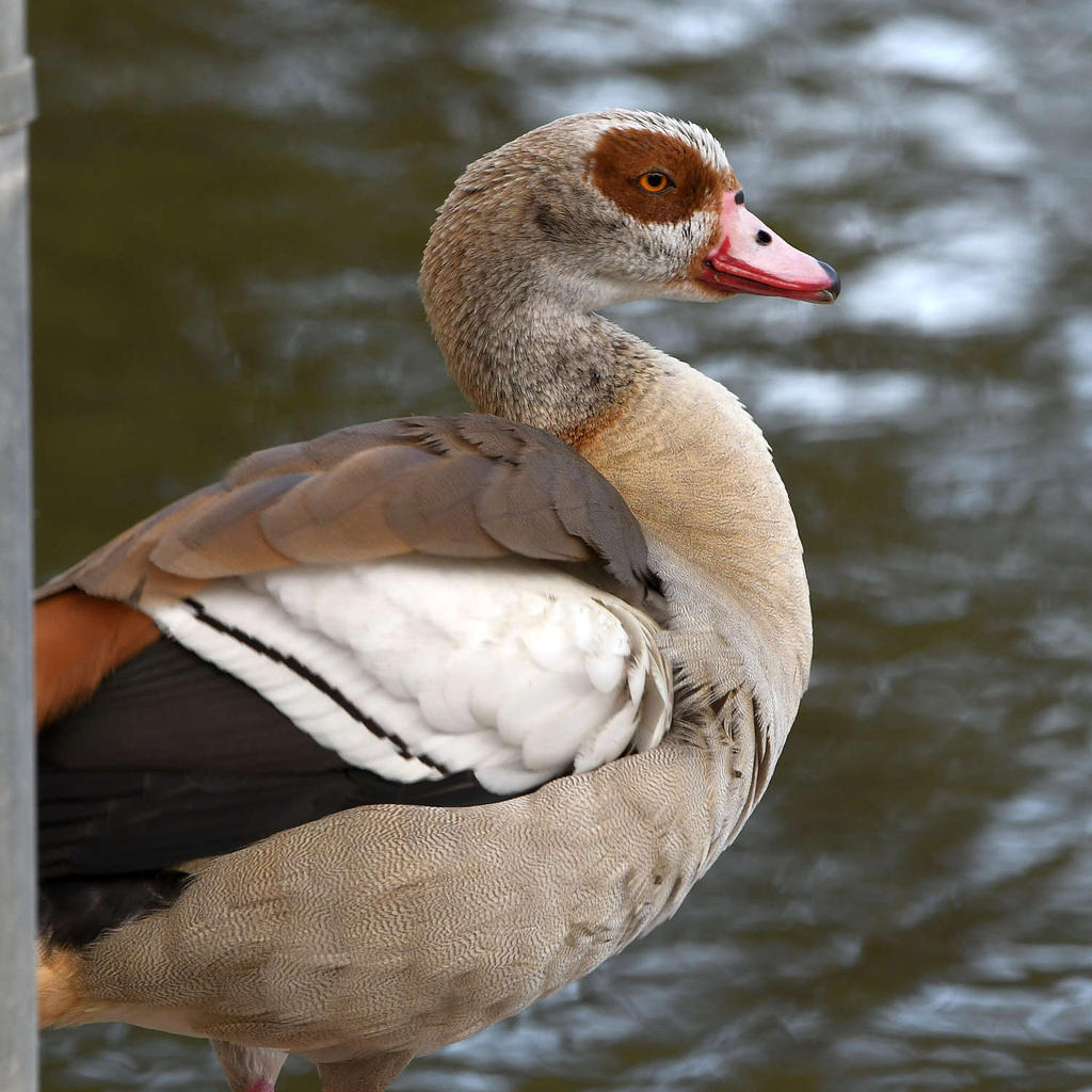 Goose.jpg