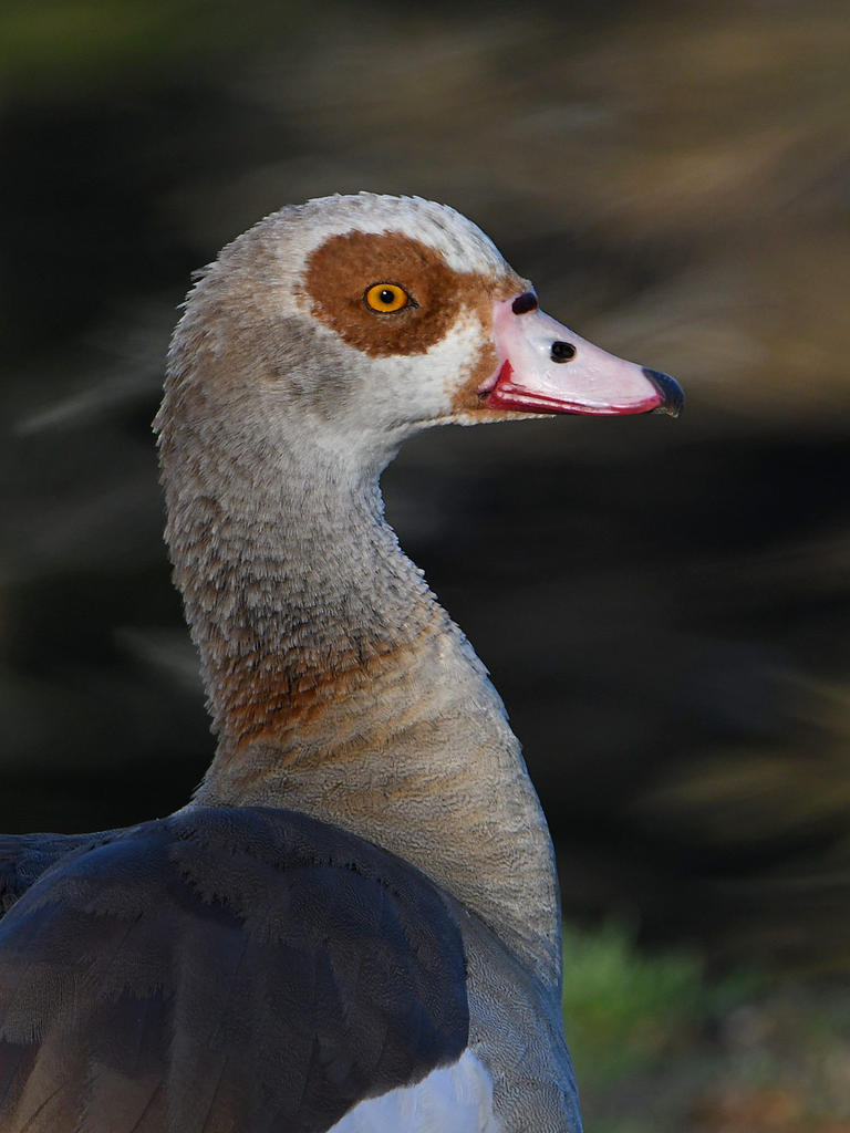 Goose.jpg