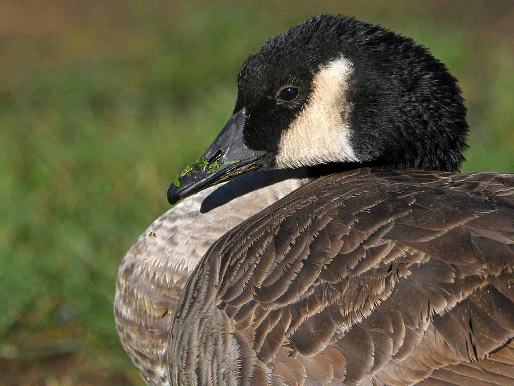 Goose.jpg