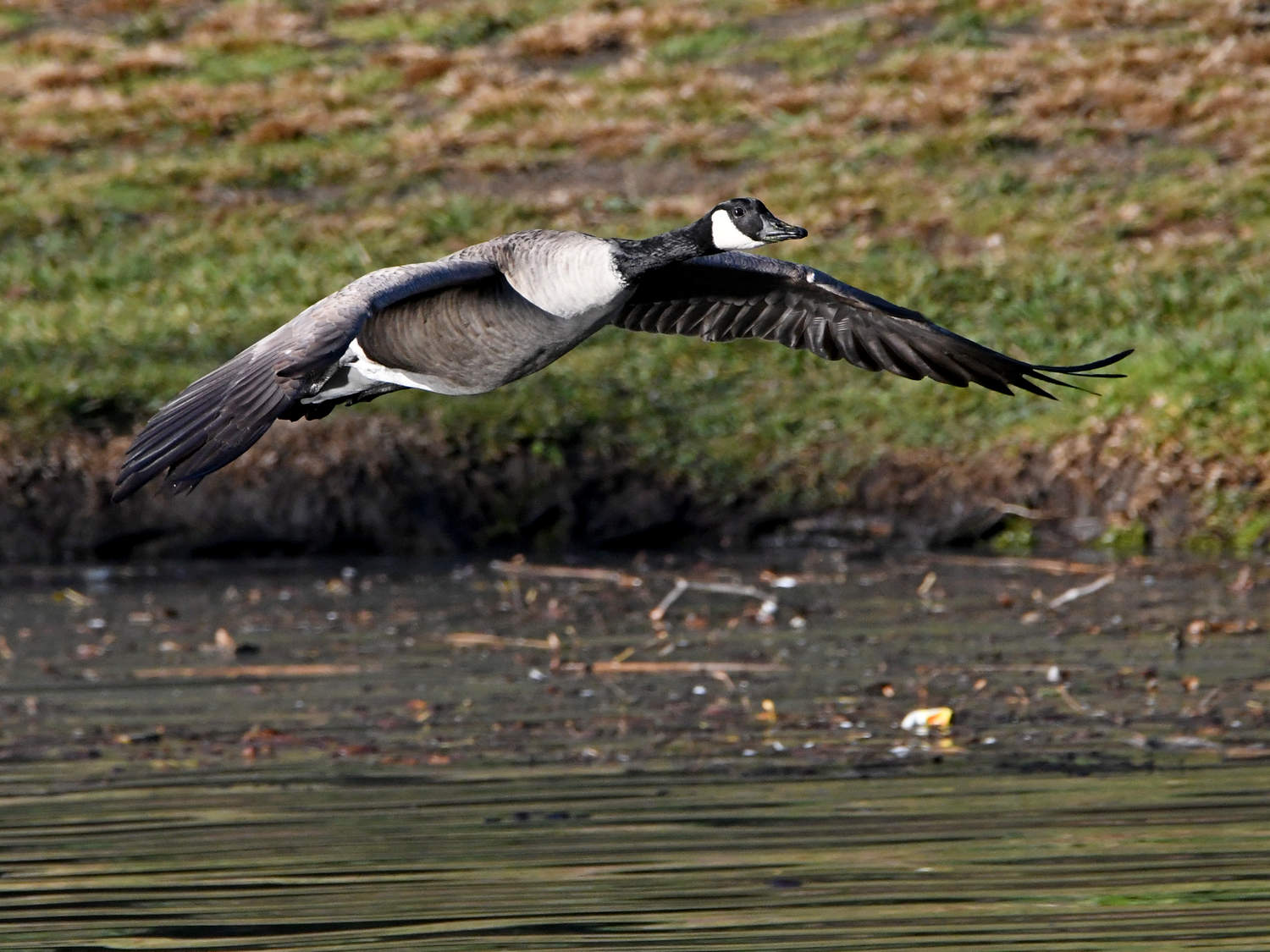 Goose.jpg