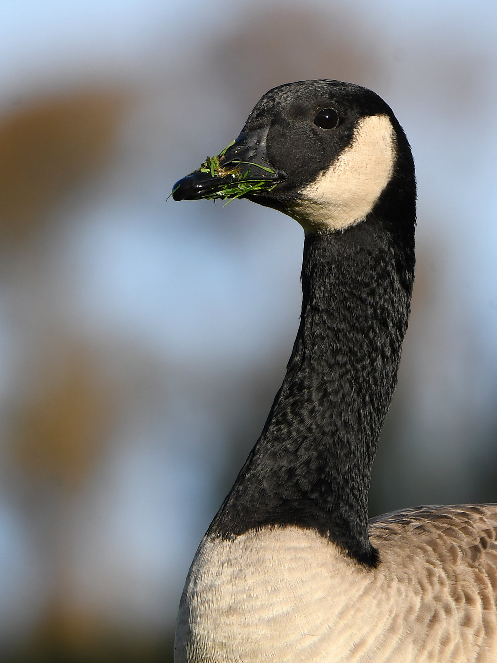 Goose.jpg