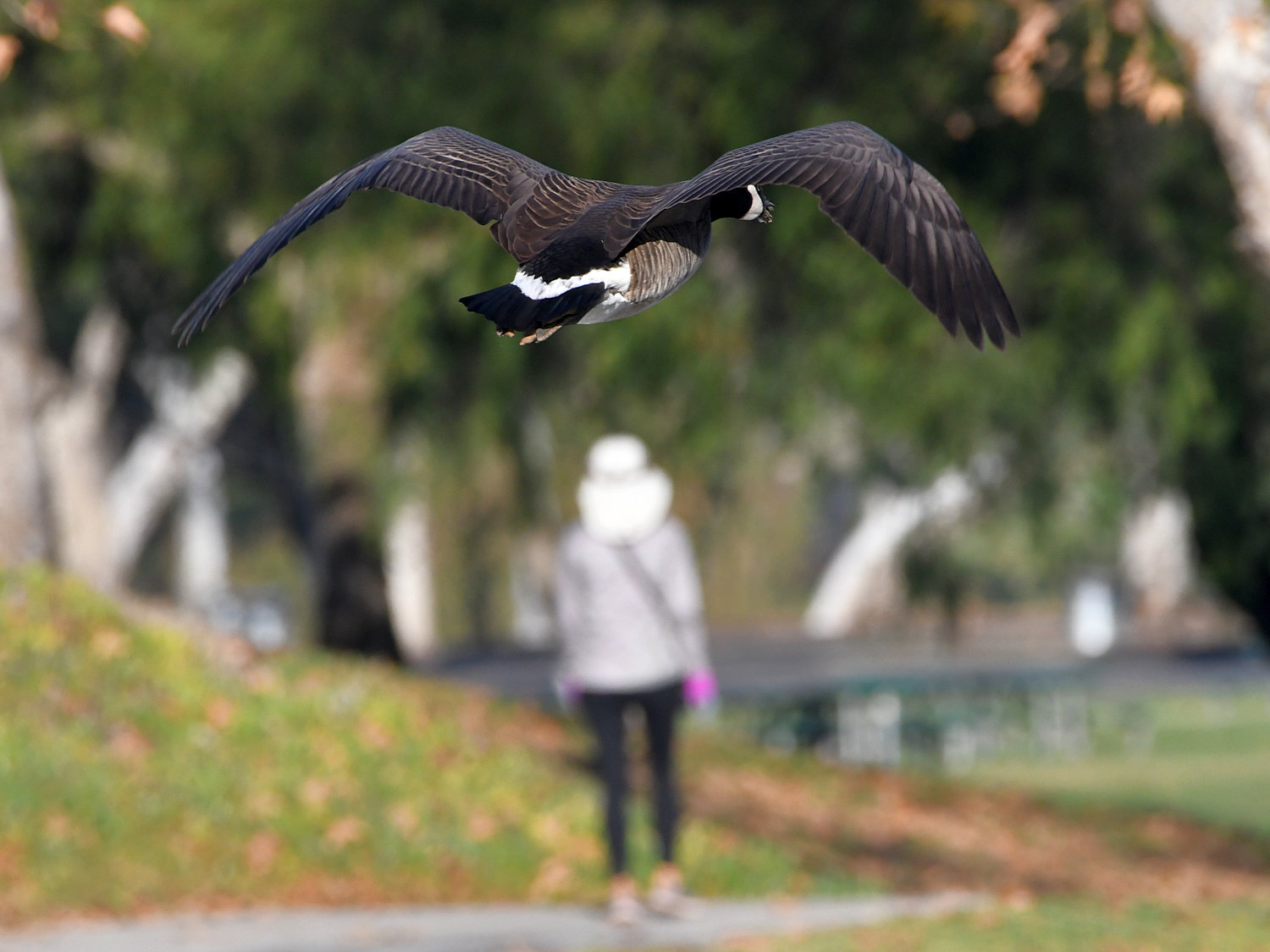 Goose.jpg