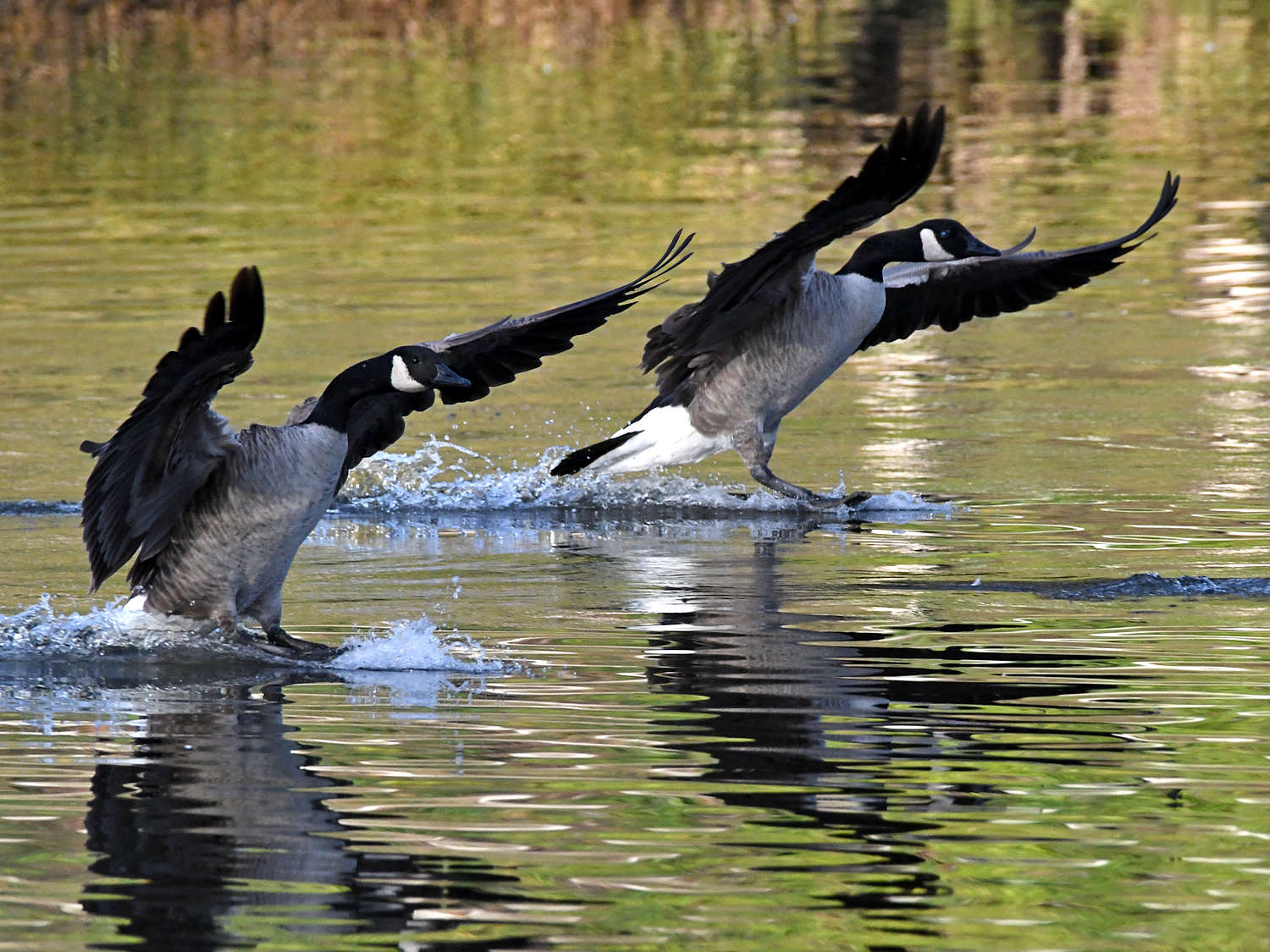 Goose.jpg