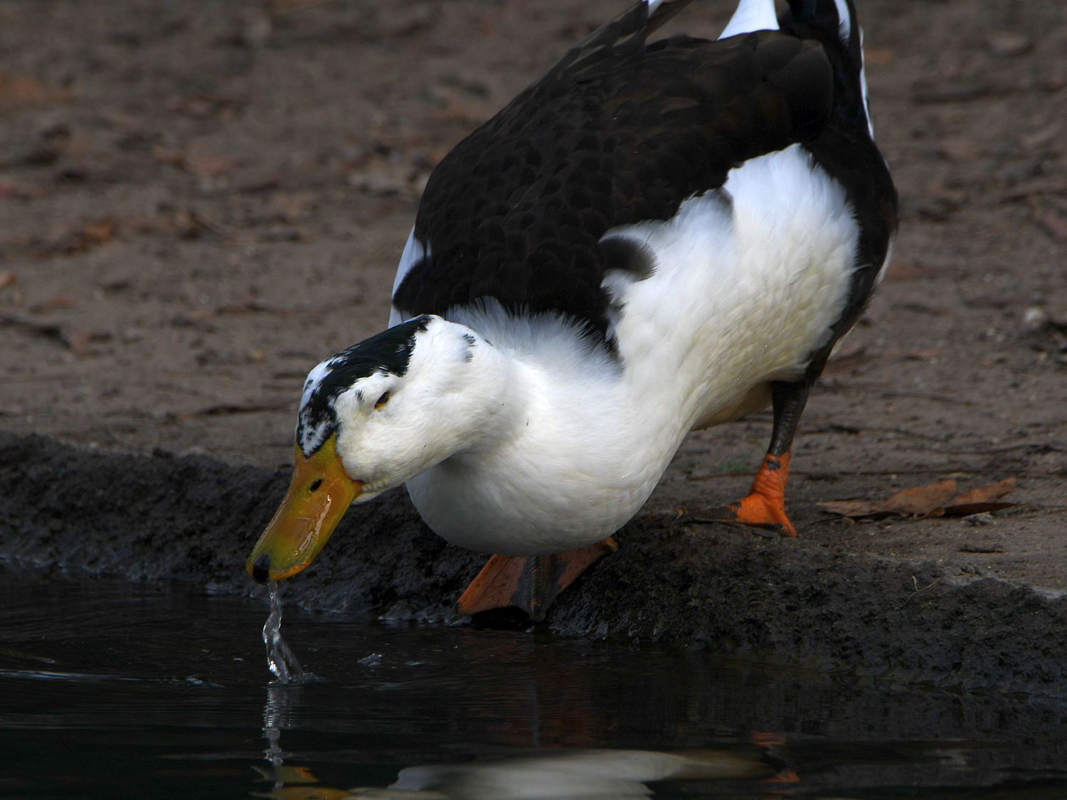 Goose.jpg