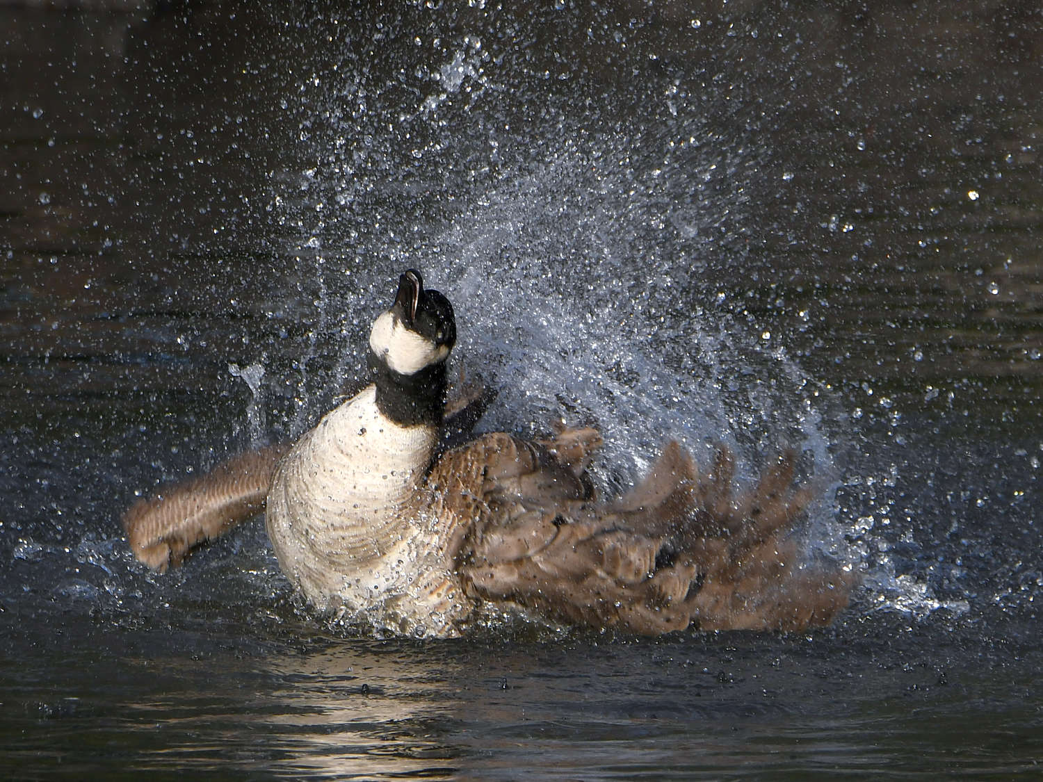 Goose.jpg