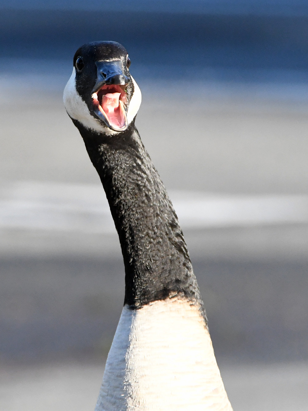 Goose.jpg
