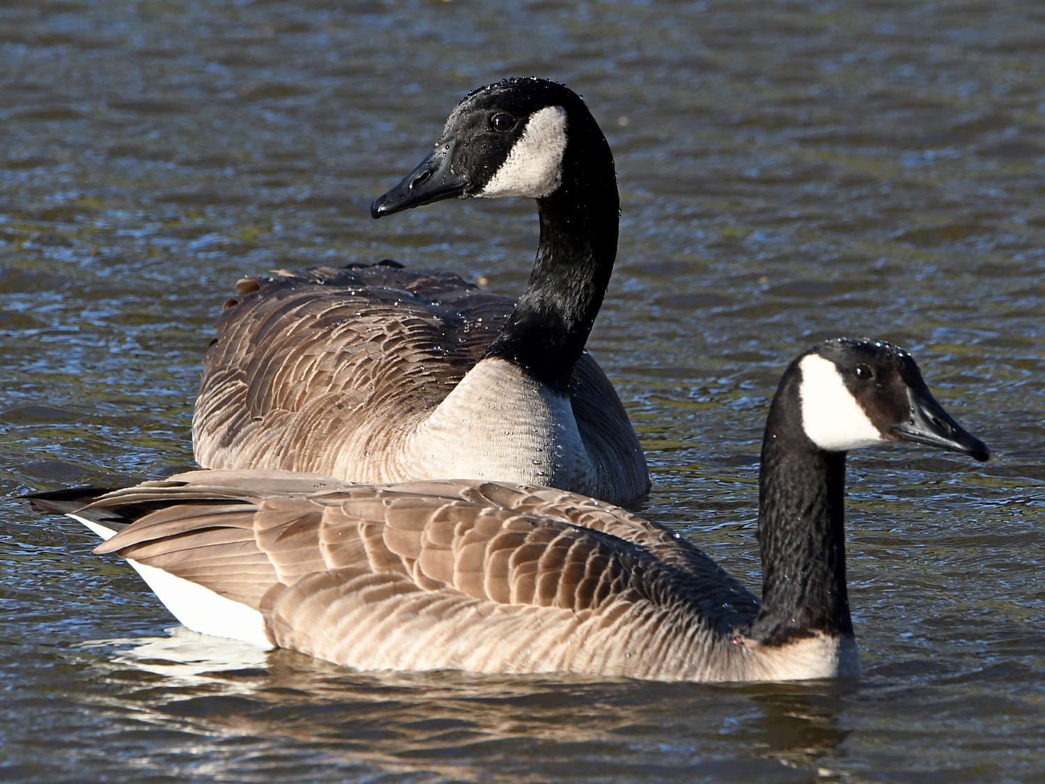 Goose.jpg