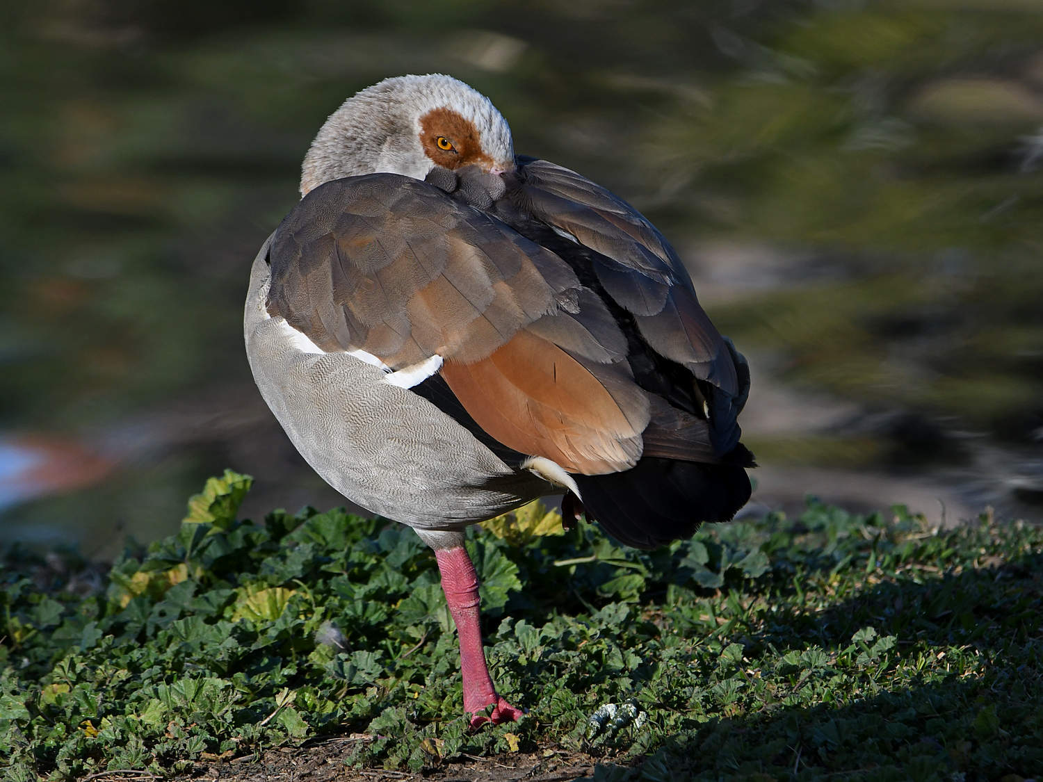 Goose.jpg