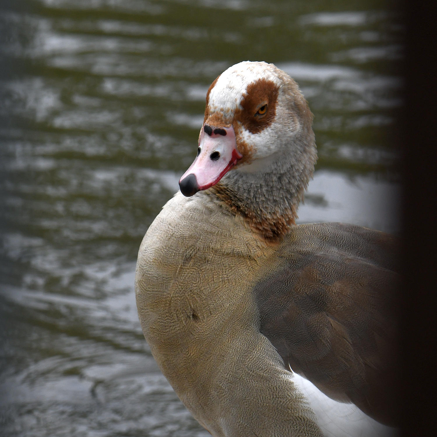 Goose.jpg