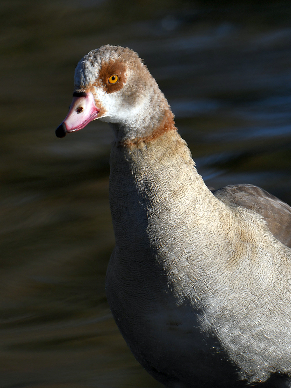 Goose.jpg