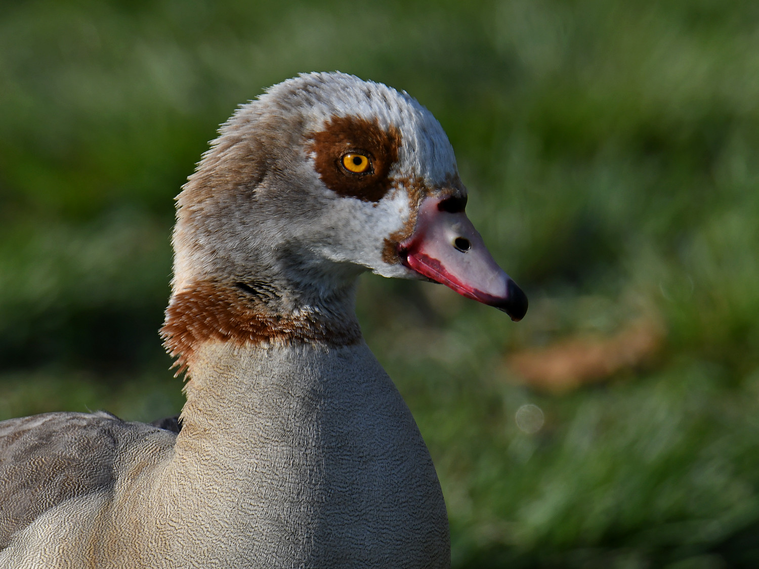 Goose.jpg