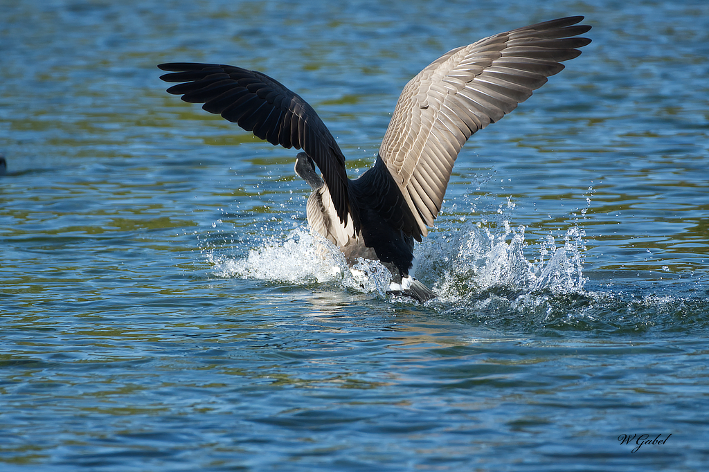 Goose landing sm.jpg