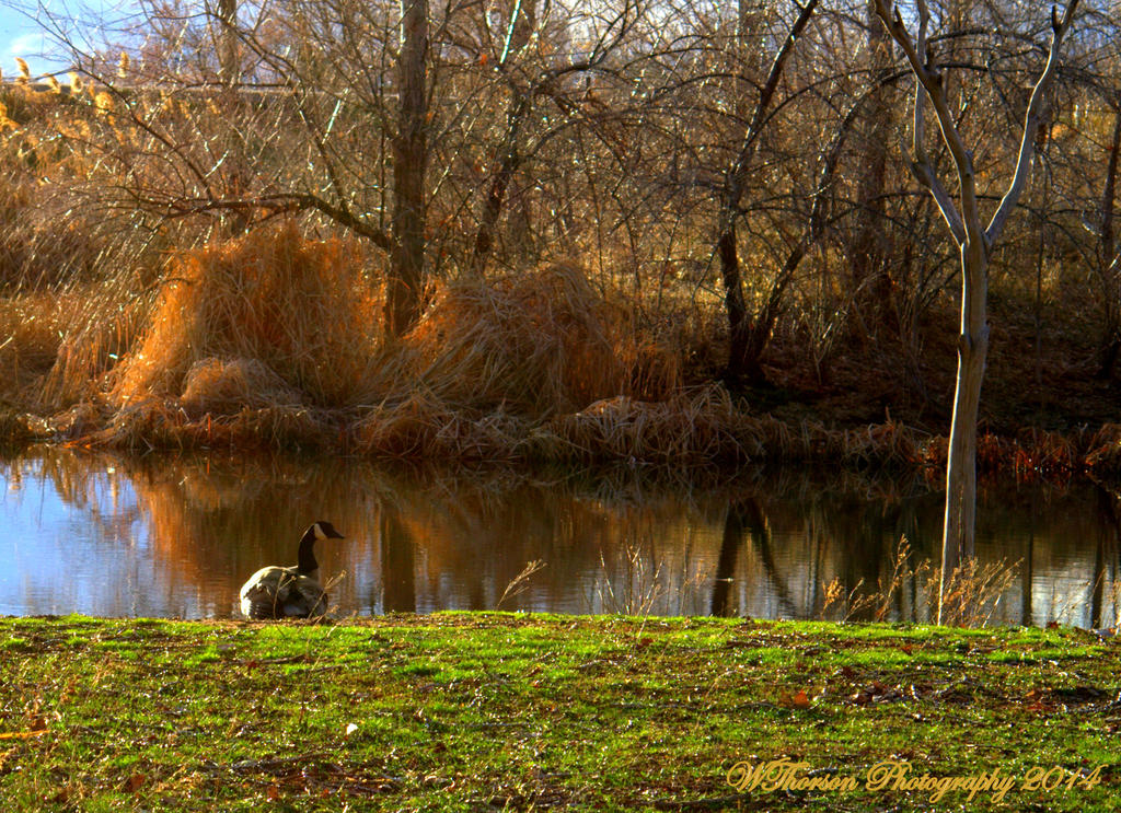 Goose relaxing on pond 2.jpg