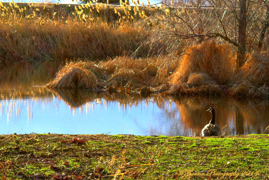 Goose relaxing on pond.jpg