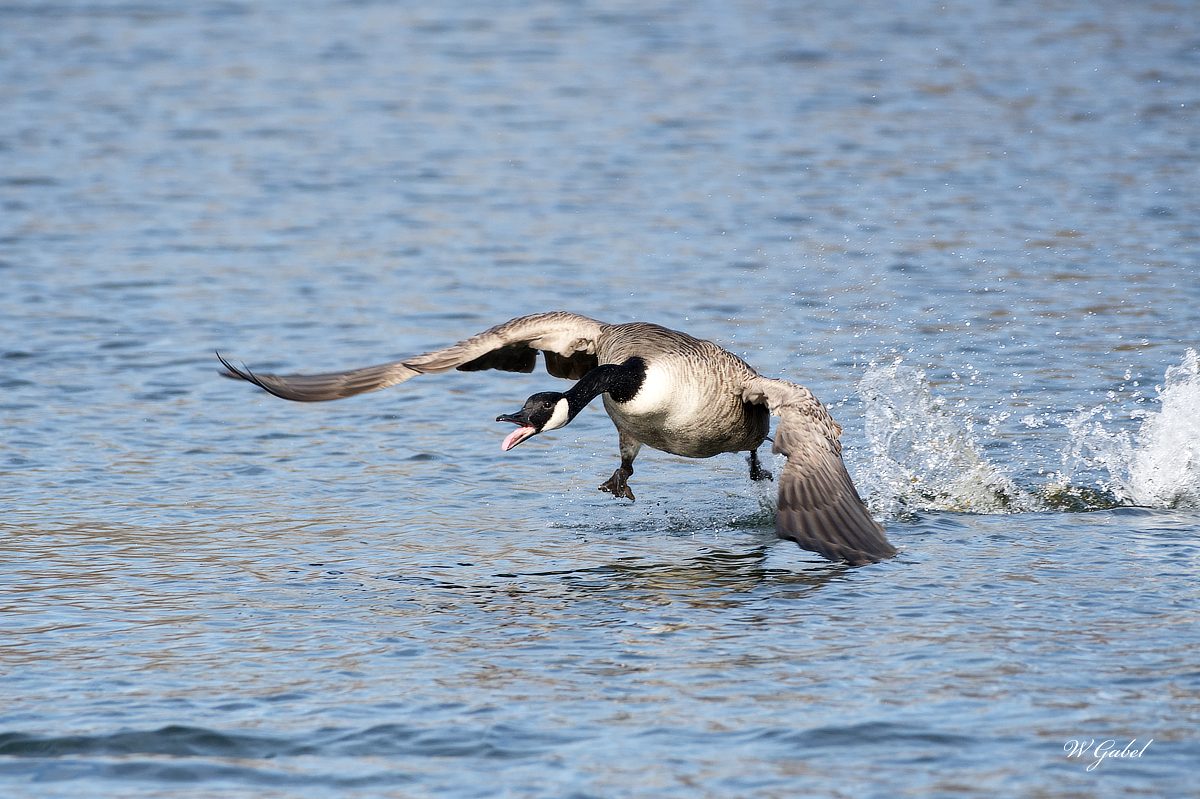 Goose running on the water sm.jpg