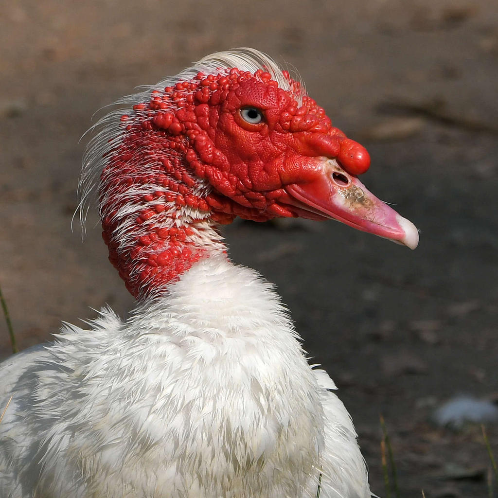 Goose10.jpg