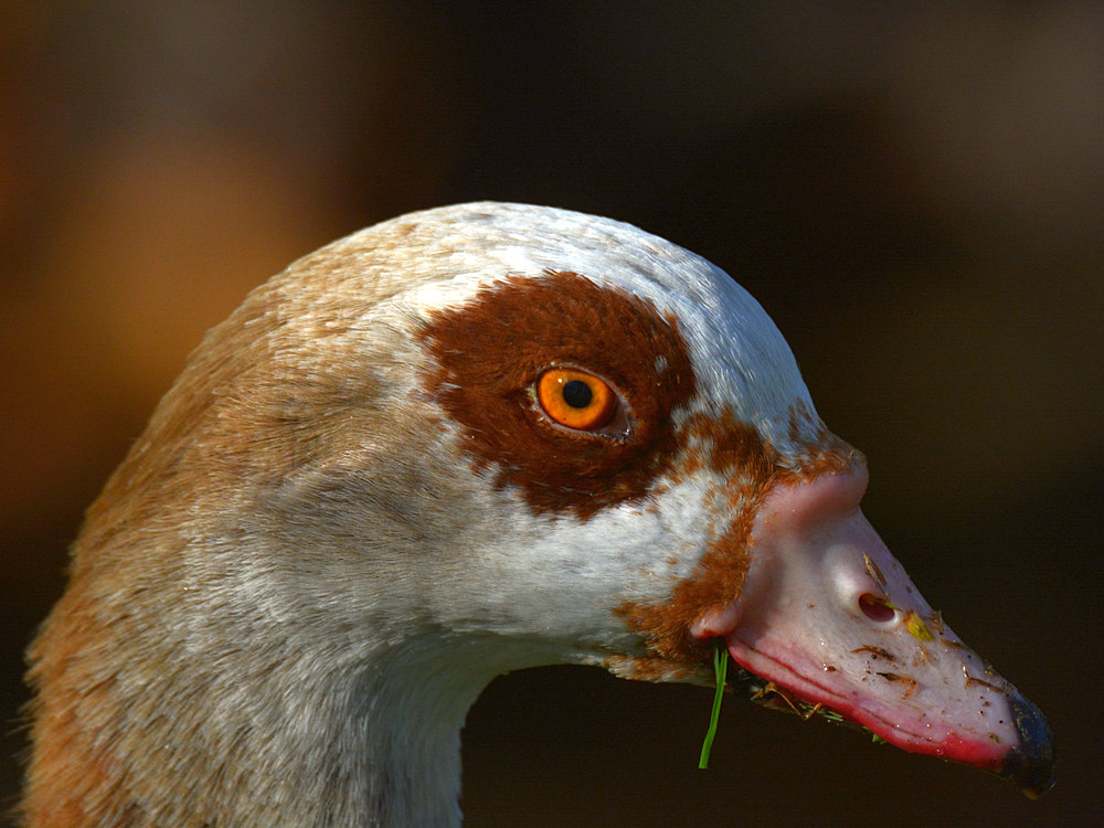 Goose2.jpg